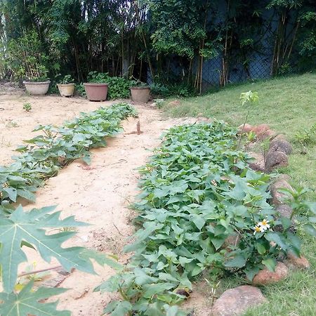 The Field Homestay Hoi An Bagian luar foto