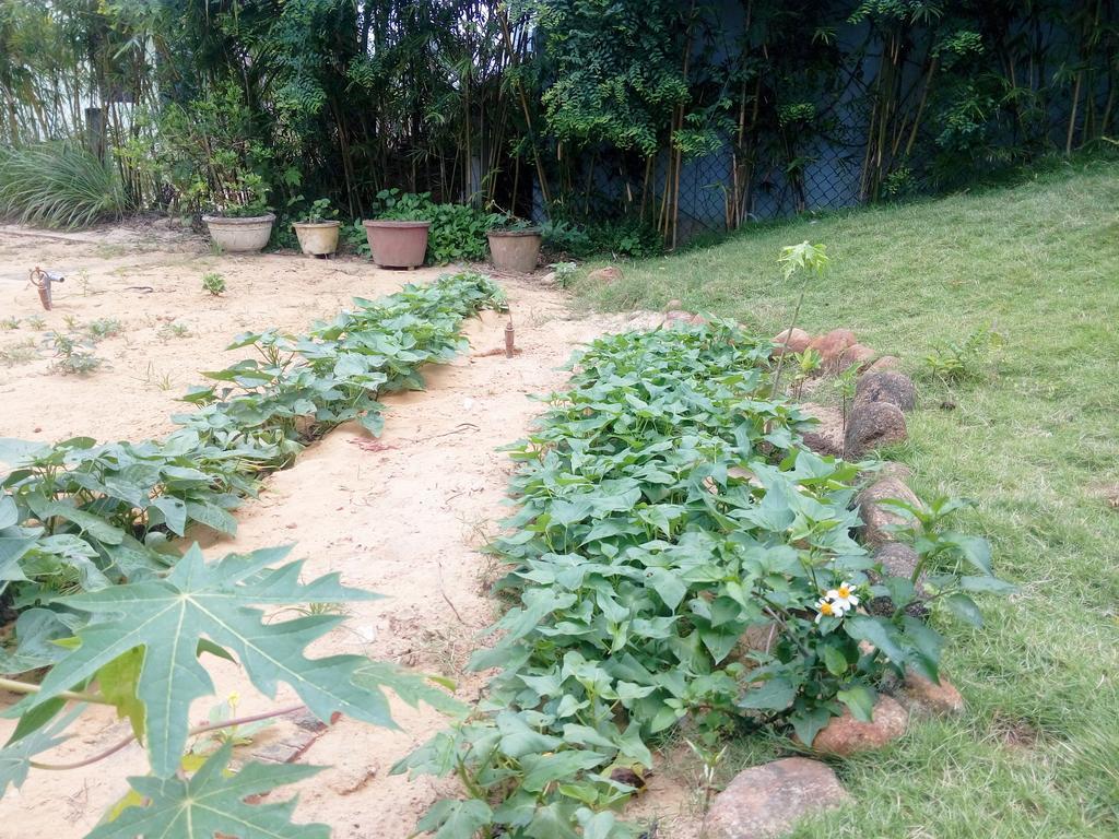 The Field Homestay Hoi An Bagian luar foto