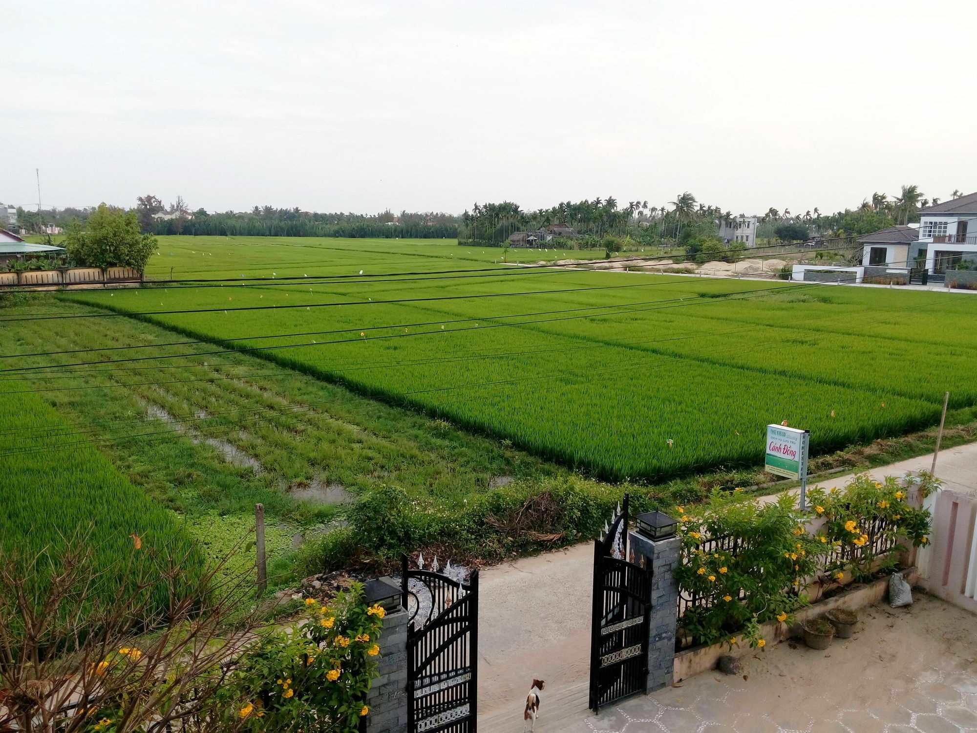 The Field Homestay Hoi An Bagian luar foto