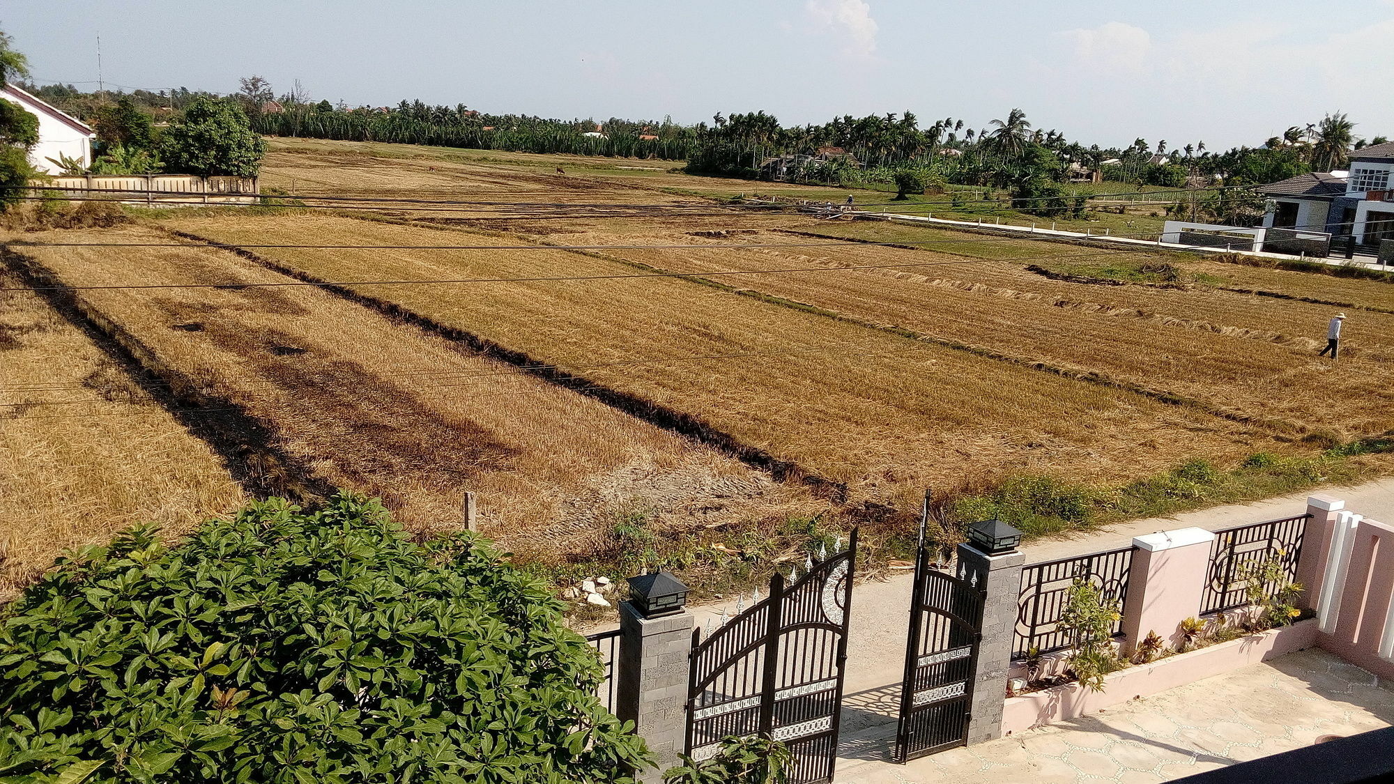 The Field Homestay Hoi An Bagian luar foto